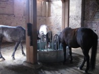 Cadeau, Max und Mary an der Heuraufe, yammi :-) Cadeau, Max und Mary an der Heuraufe, yammi :-)